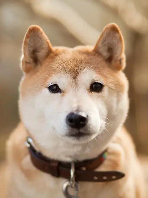 gakkou.darui의 Talk to the Dog