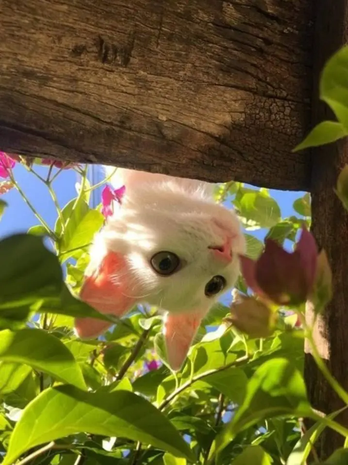 91_의 해만 바라보는 해바라기처럼🌻