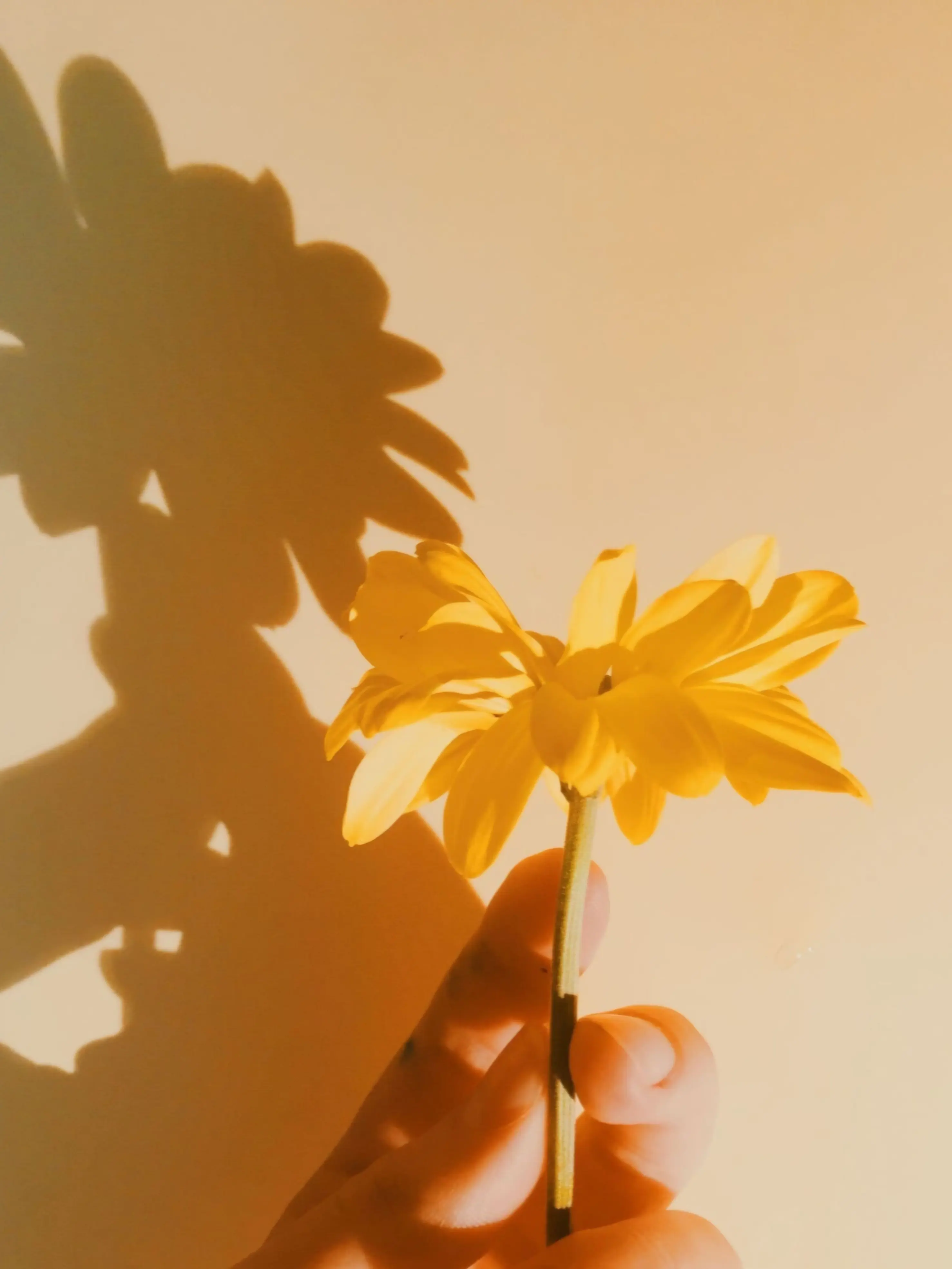 ChewyUrial4309의 천사 뜰팁😇