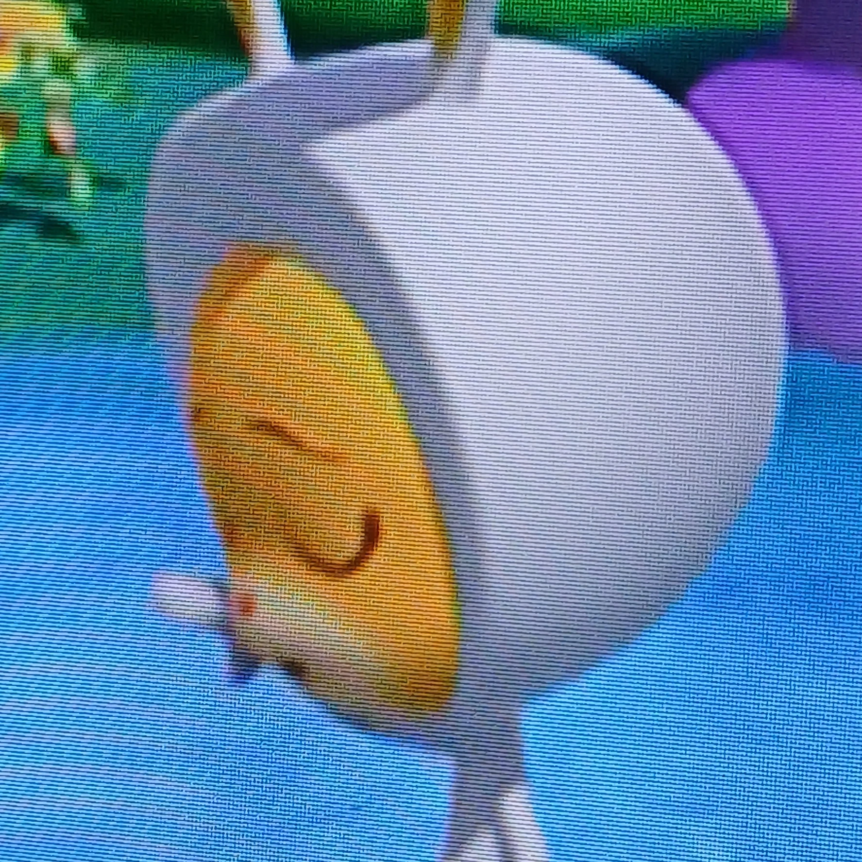 코코몽