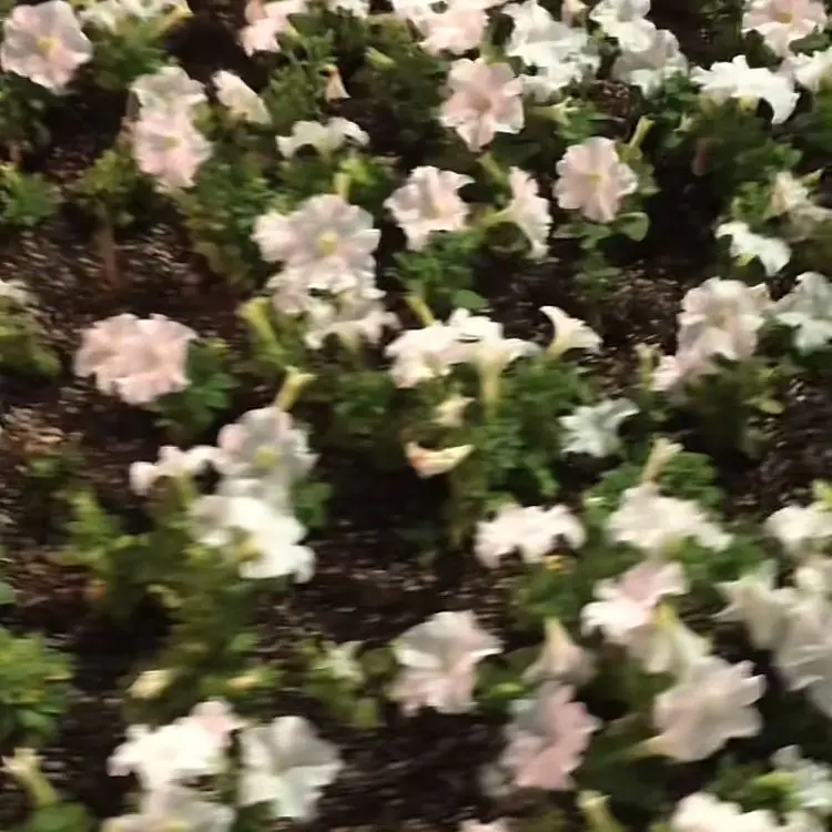 JoJo.love의 나루미 겐