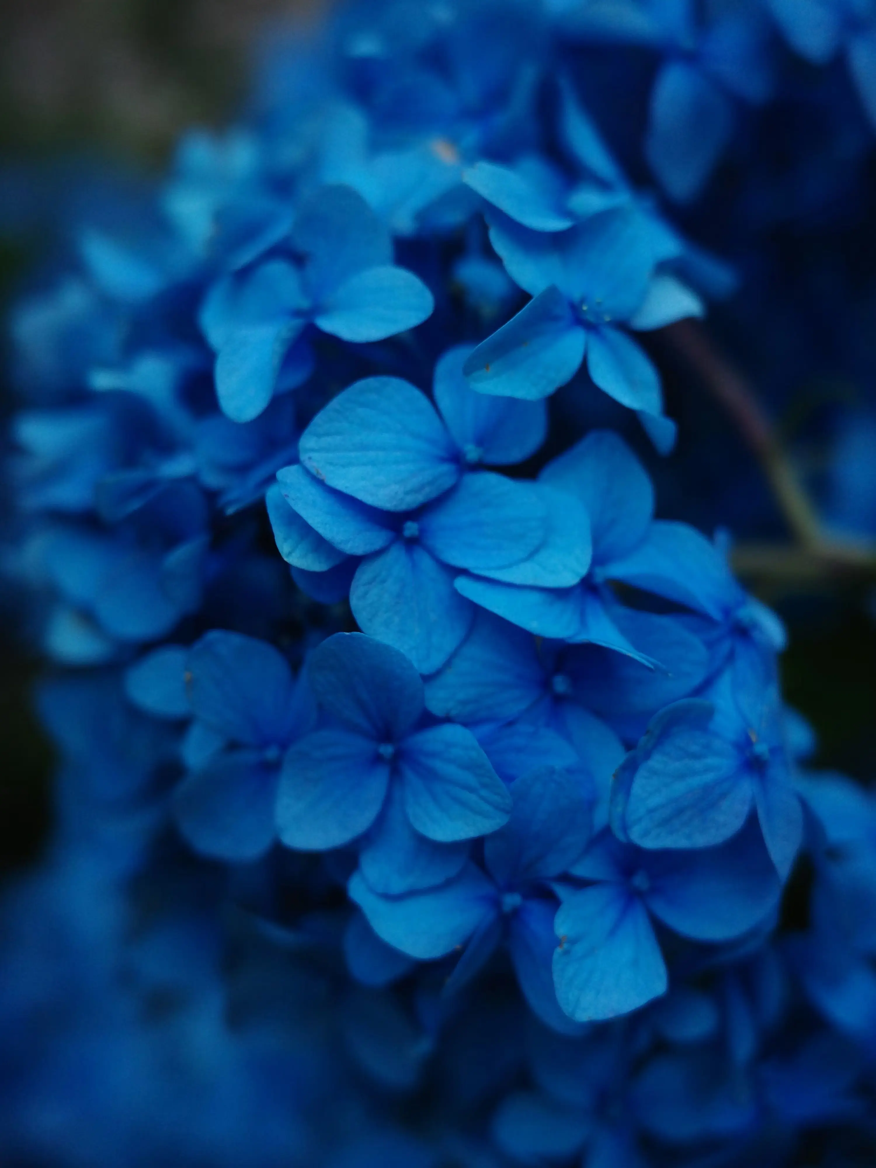 fuu_0917의 Dear My Hallucinated Mate