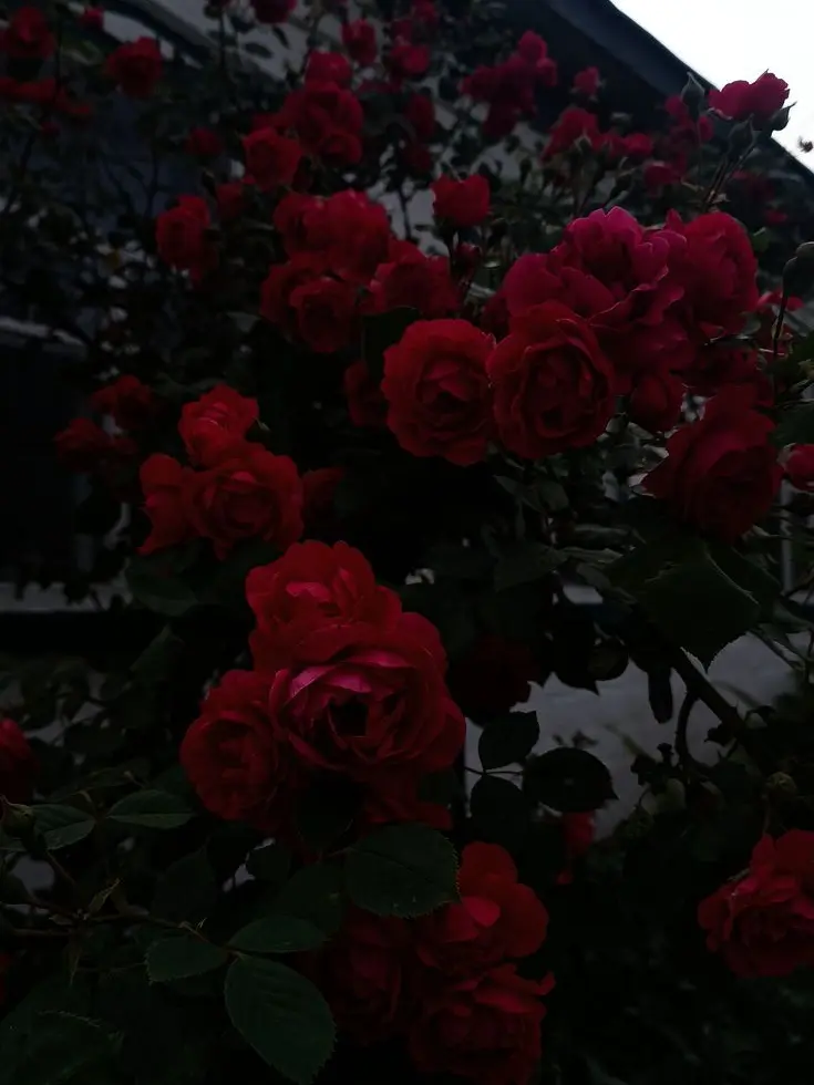 FatalDice7975의 오펜더맨