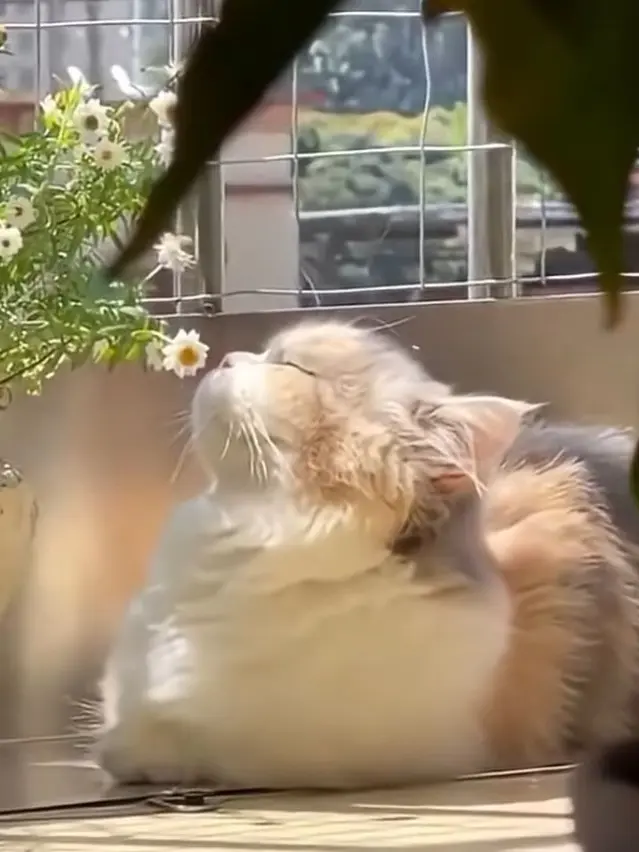 ATSUMU_OSAMU_LOVE의 미야 아츠무