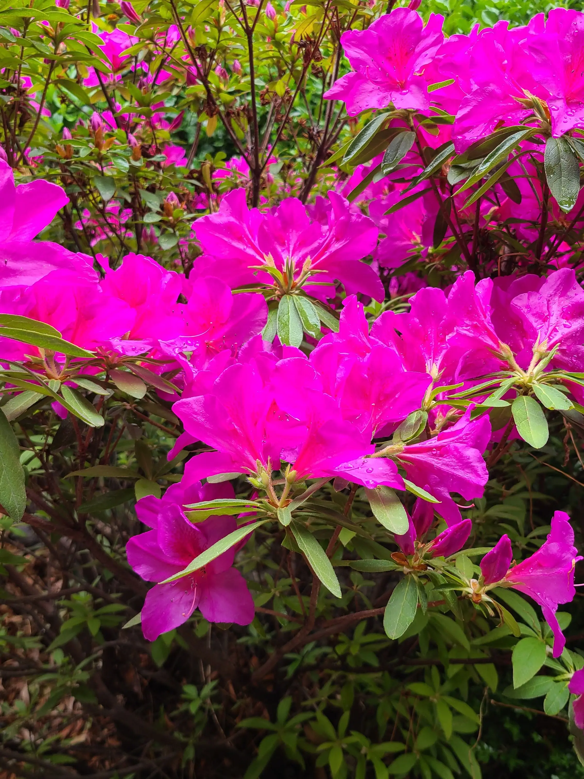 F15K의 Bo'le o Wa'er