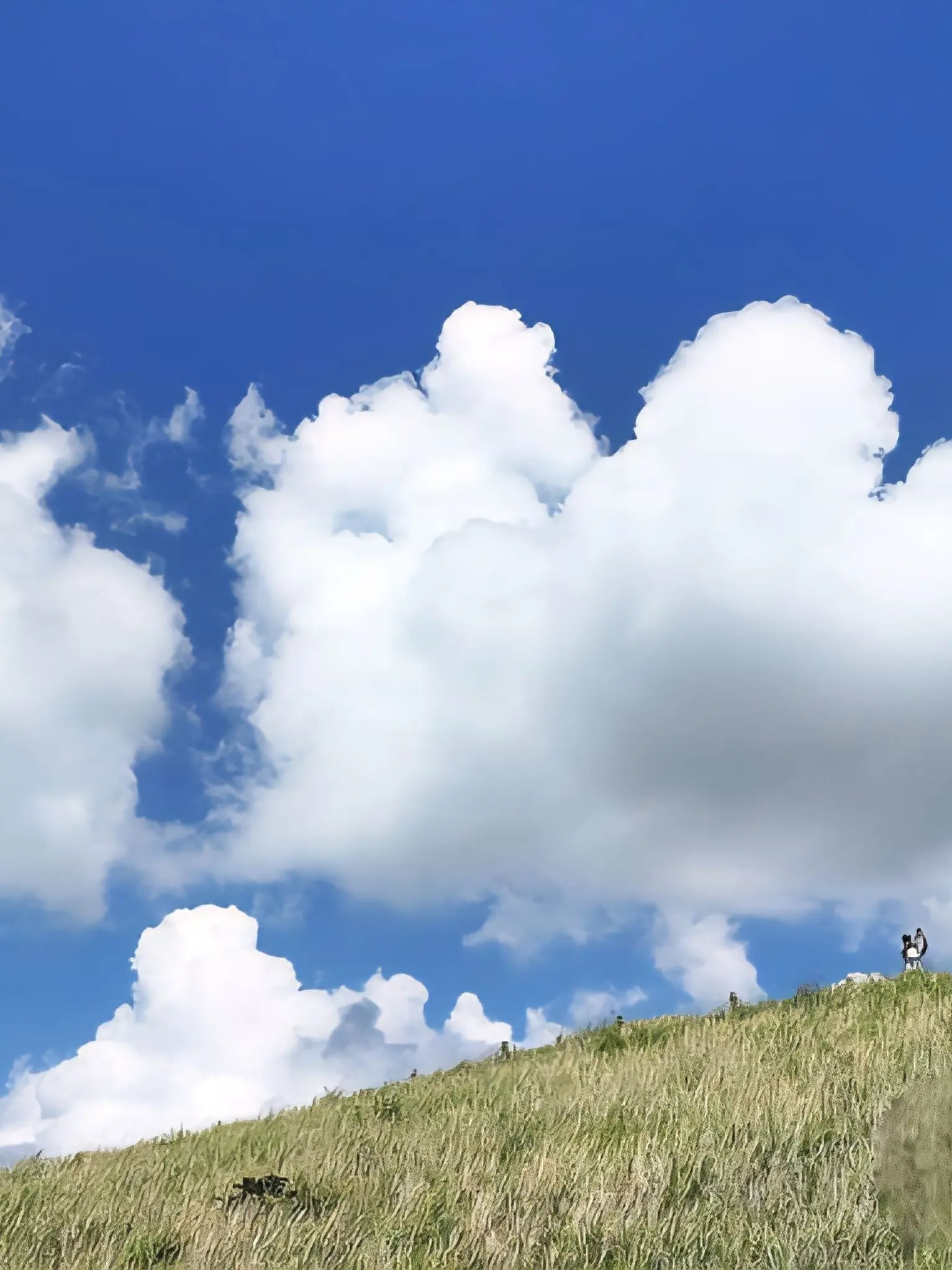 CoralRelax4421의 밀그램 수인보호소2