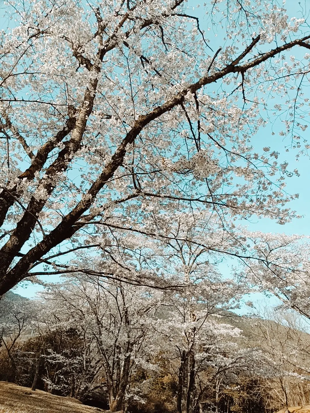 InlandStew4979의 ハイキュー嫌われ