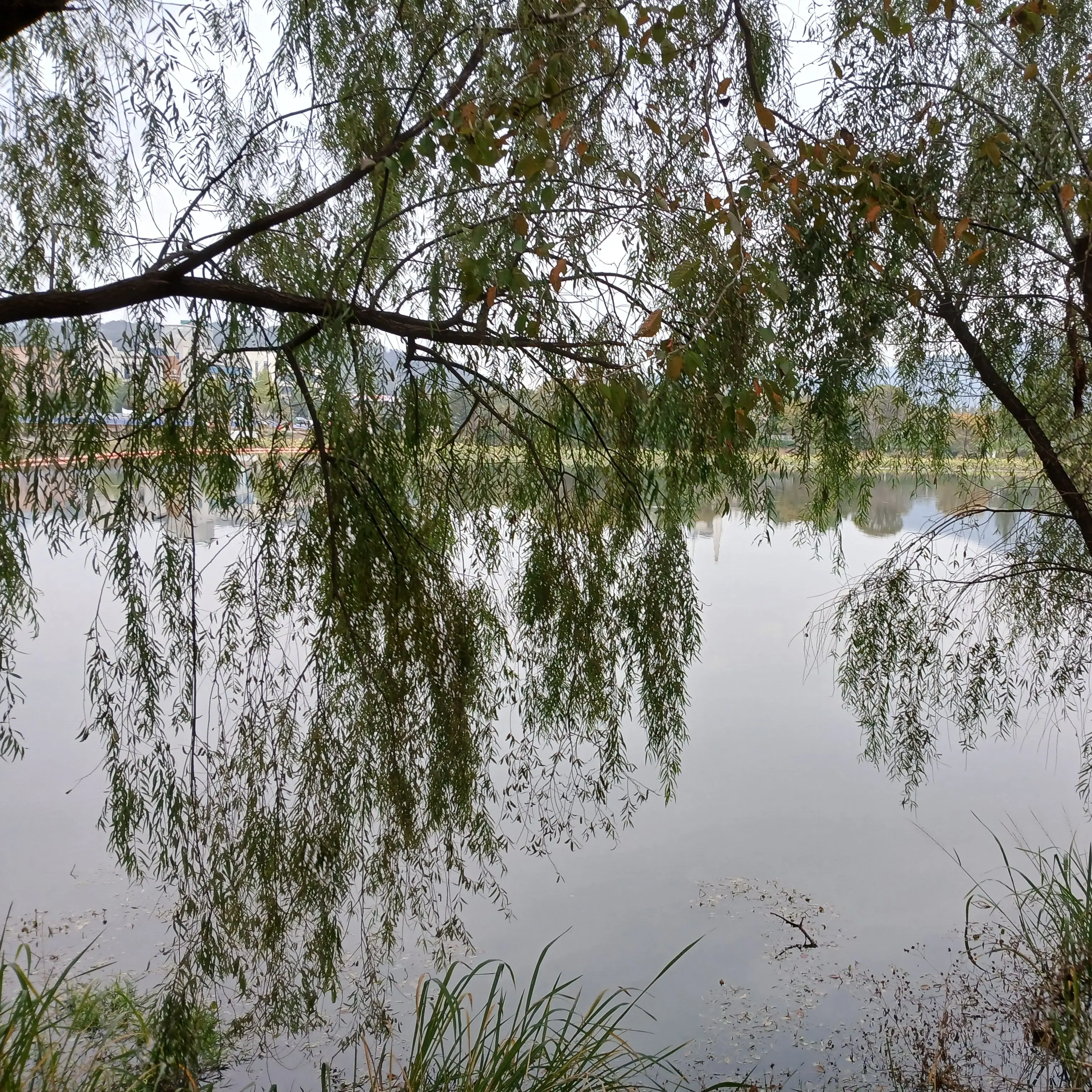 Nu0002의 어려졌다..? {일반 픽셀리 편}