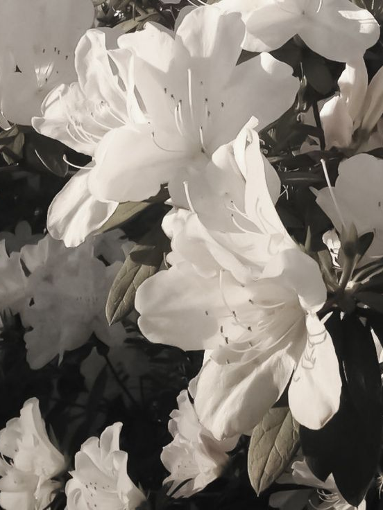 마신 조직 BL ( 다른 버전 ) 대표 이미지