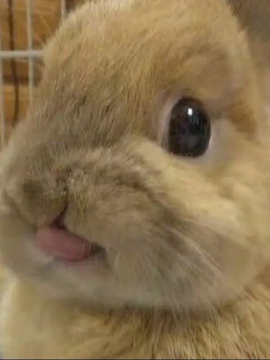 GiddyLynx3599의 사쿵야