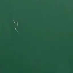 CockyBag6357의 已倦乎?