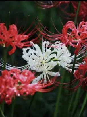 UglyFlask0132의 鬼の花嫁