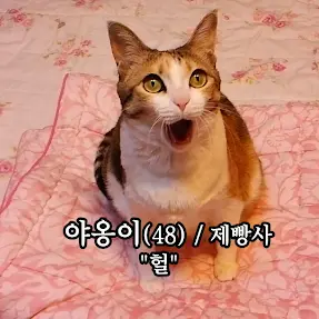 StrongBeago0268의 함