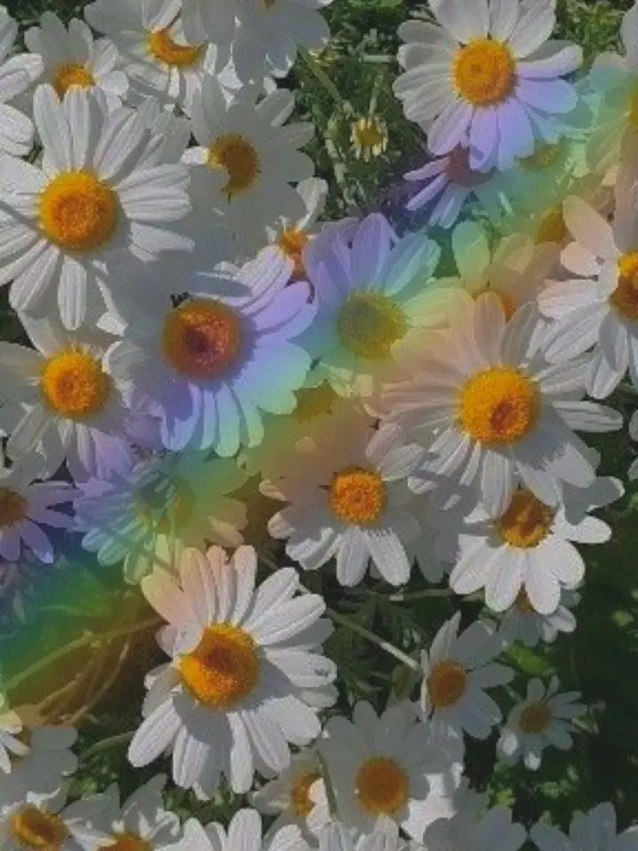 PIXELYISMYWORLD의 픽셀리 조직