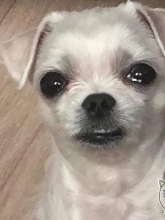 booom...-의 우는 찬스를 달래보자!