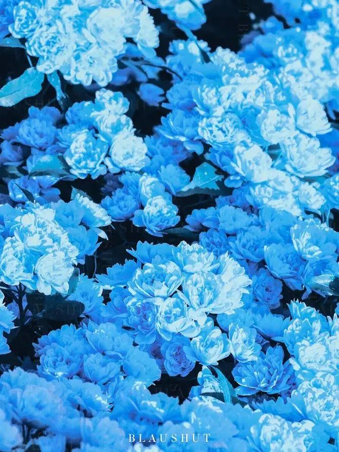 mio__n.0x의 蝕む星と融けた琥珀 自分用