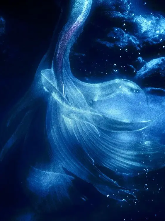 keichu__62의 Last Mermaid  .