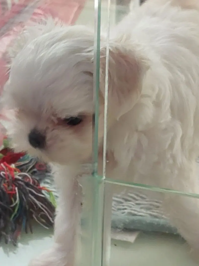 sio1289hjsfv의 미수반&요정 순경 경찰 이세돌