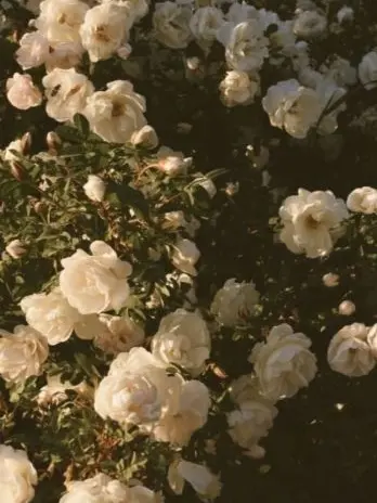 c.gx11의 우주를 줄게