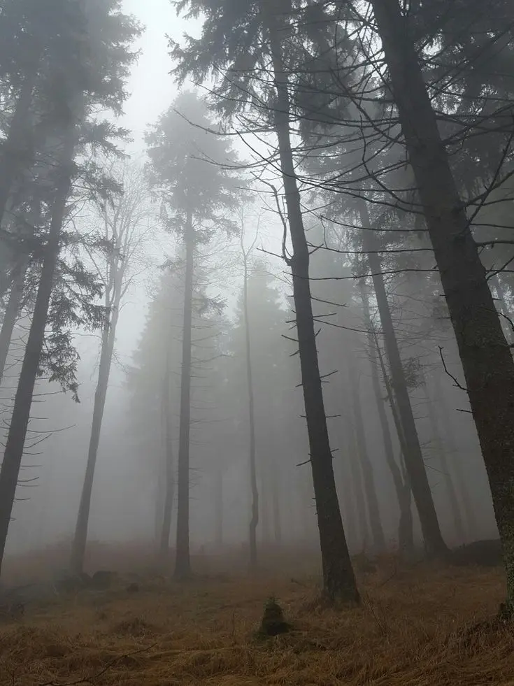 HO_815227의 LUCY-사기(생명이 없음)