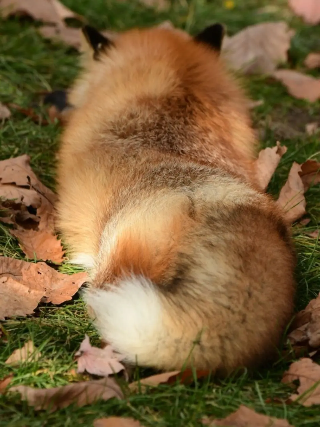 NiceCodec0241의 댕댕컴퍼니 귀신탐험대!(여우,능력)