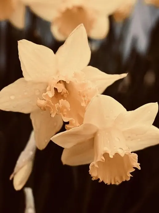 Sivural의 수선화 사랑.