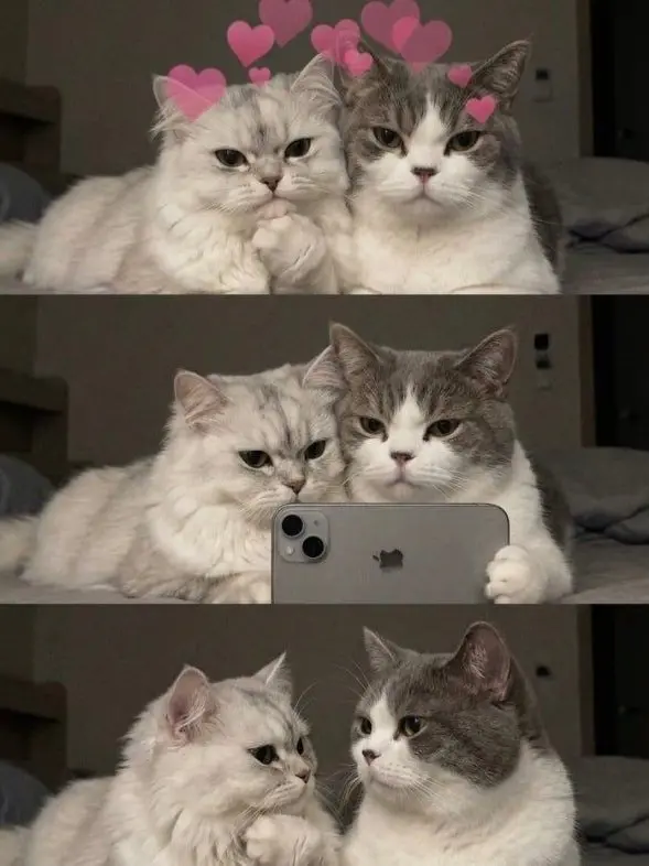 Myung_cat의 Black Cat Syndicate