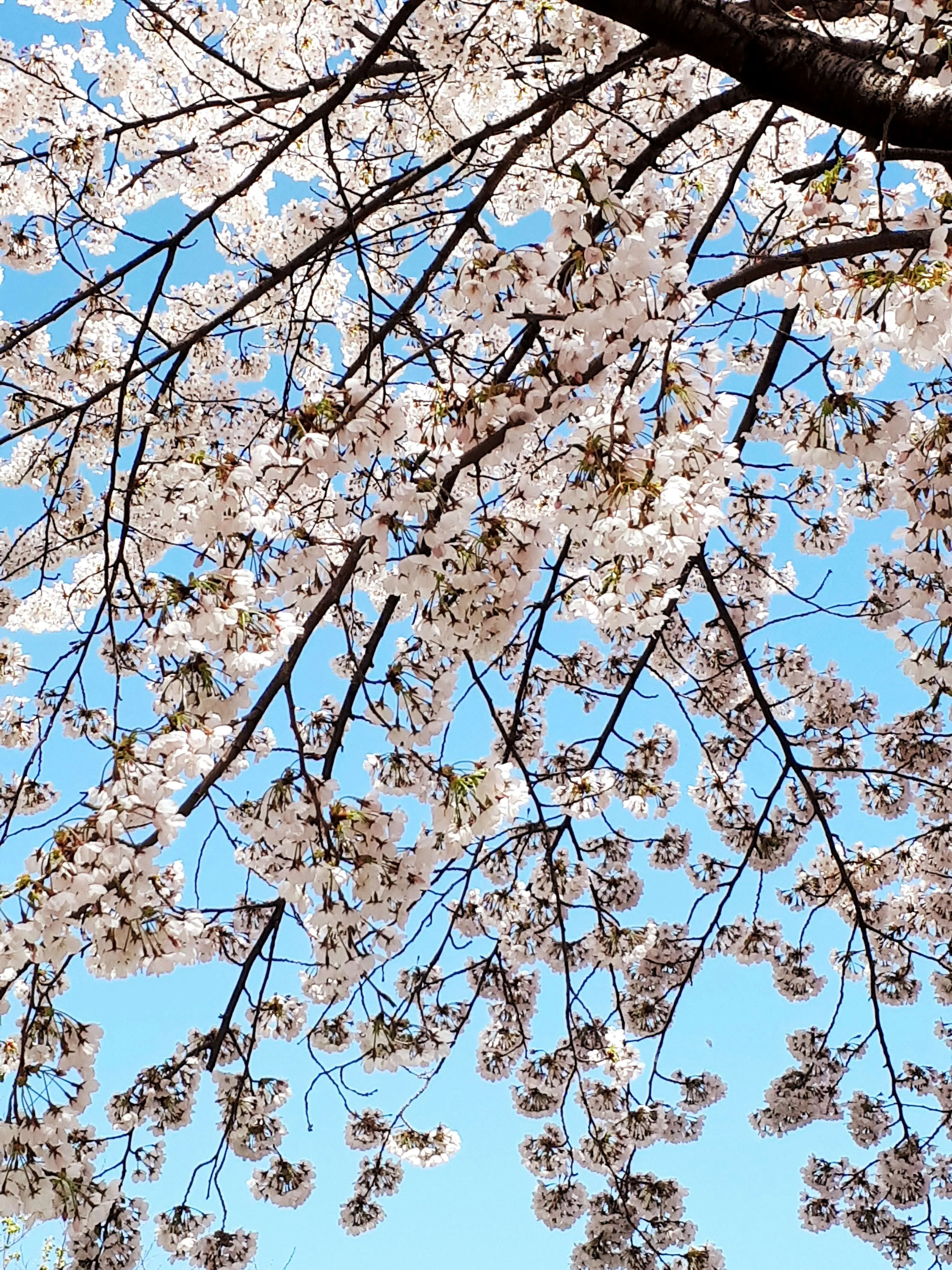 Mobidic990508의 그리운 나의 님.