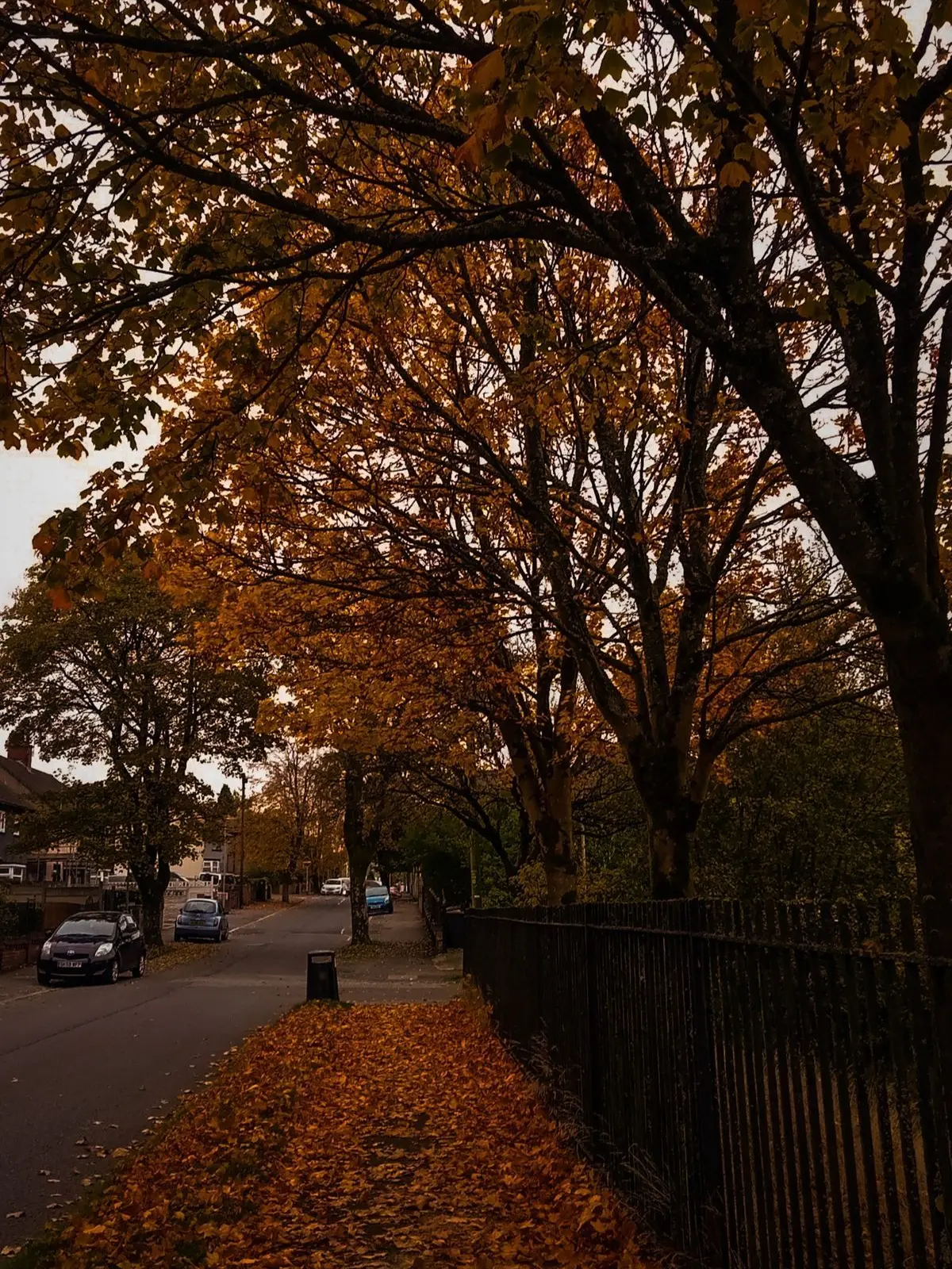 SuspiciousDrugDealer의 Maplewood Middle School 🍁
