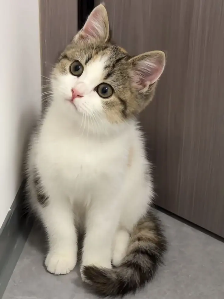 RelishDingo2948의 속마음이 들리는 물약