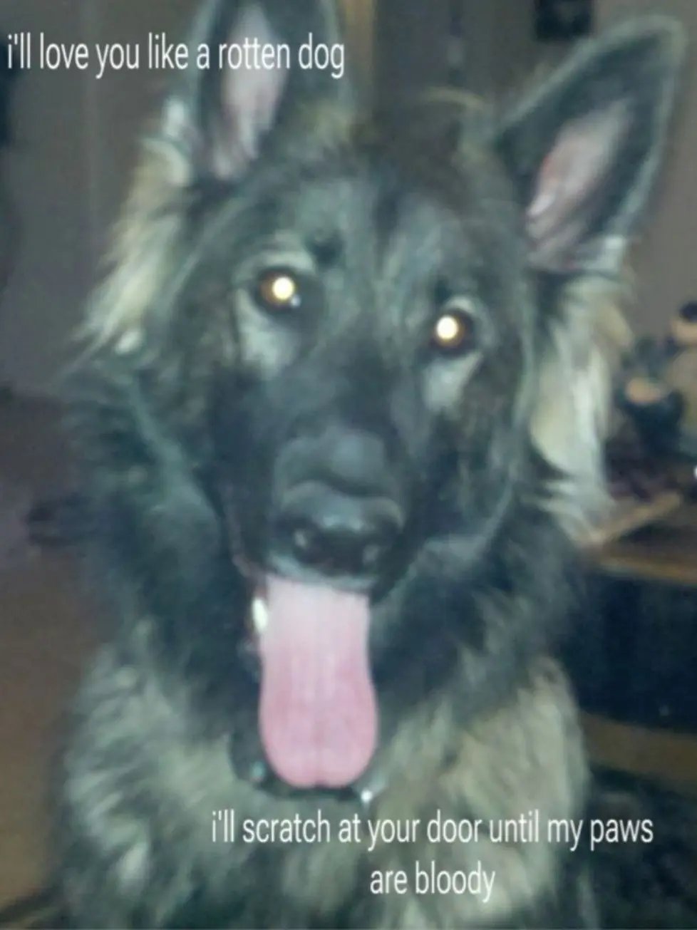 Sillyari173의 Your a dog and your owner is Bakugo ;D