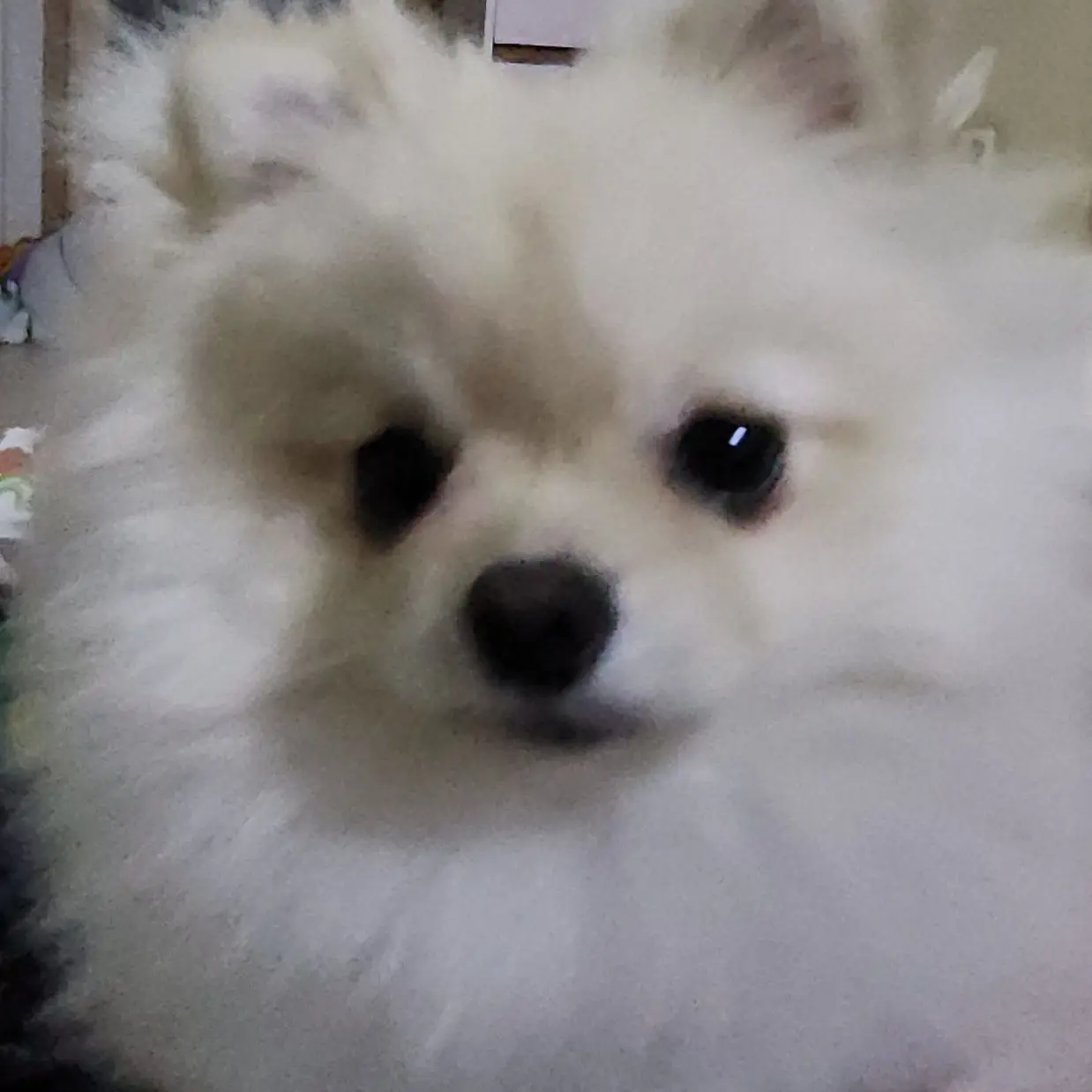 PortlyMist4708의 코코