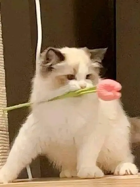 avocadofromtheMexico의 люблю тебя