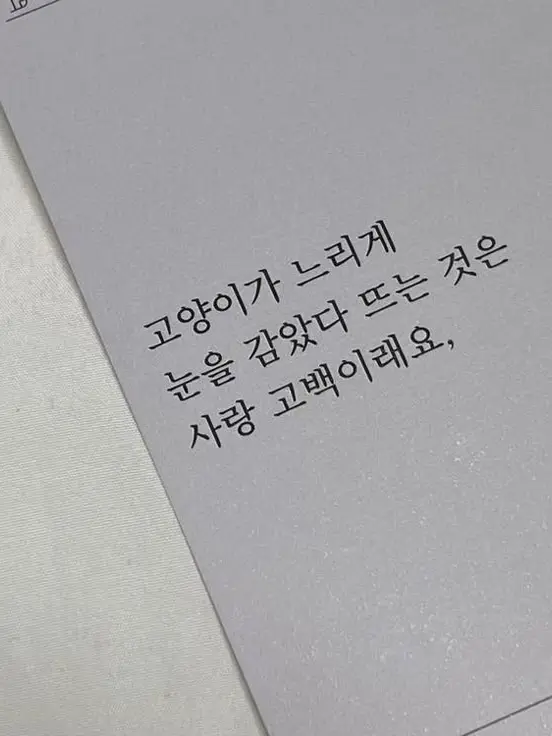 OhAh의 ˚ෆ*₊ 나의 귀여운 고양이  ʚ♡ɞ