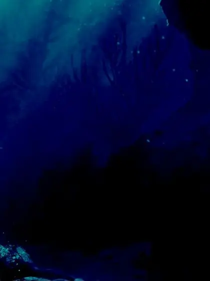 Neverland0410의 海の蛸さん