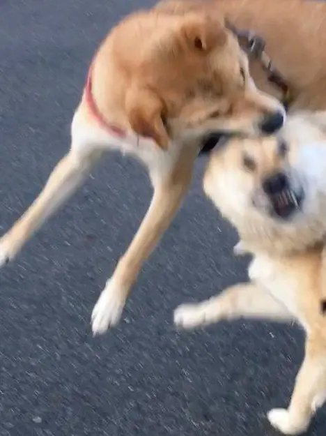 my_delusion의 츄야의 여친은 강아지 수인!