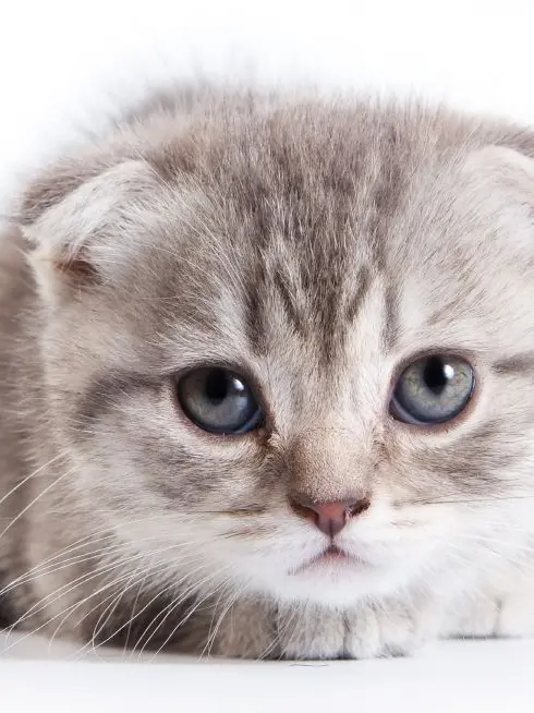 StarkPool4060의 고양이!!