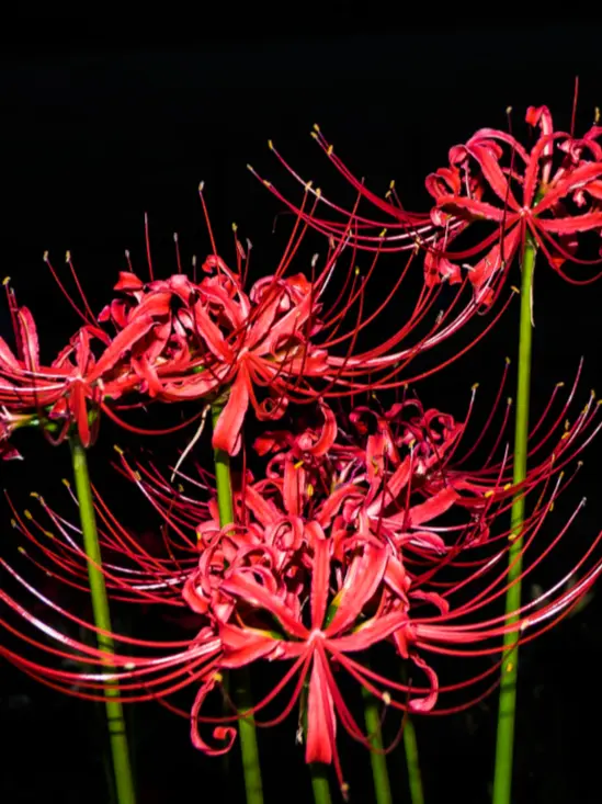 MattePhoto5564의 シスターの貴方と淫魔2人