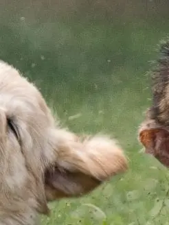 ArcticYabby2101의 원숭이와 강아지 그리고 냥이 남매