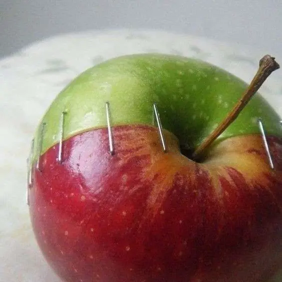 PoorViola9138의 《 고래 싸움에 새우 등 터진다. 》