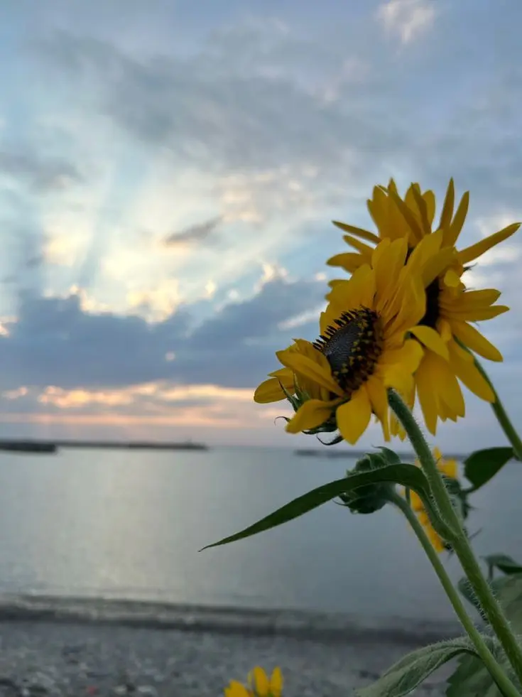u1_의 An August That Never