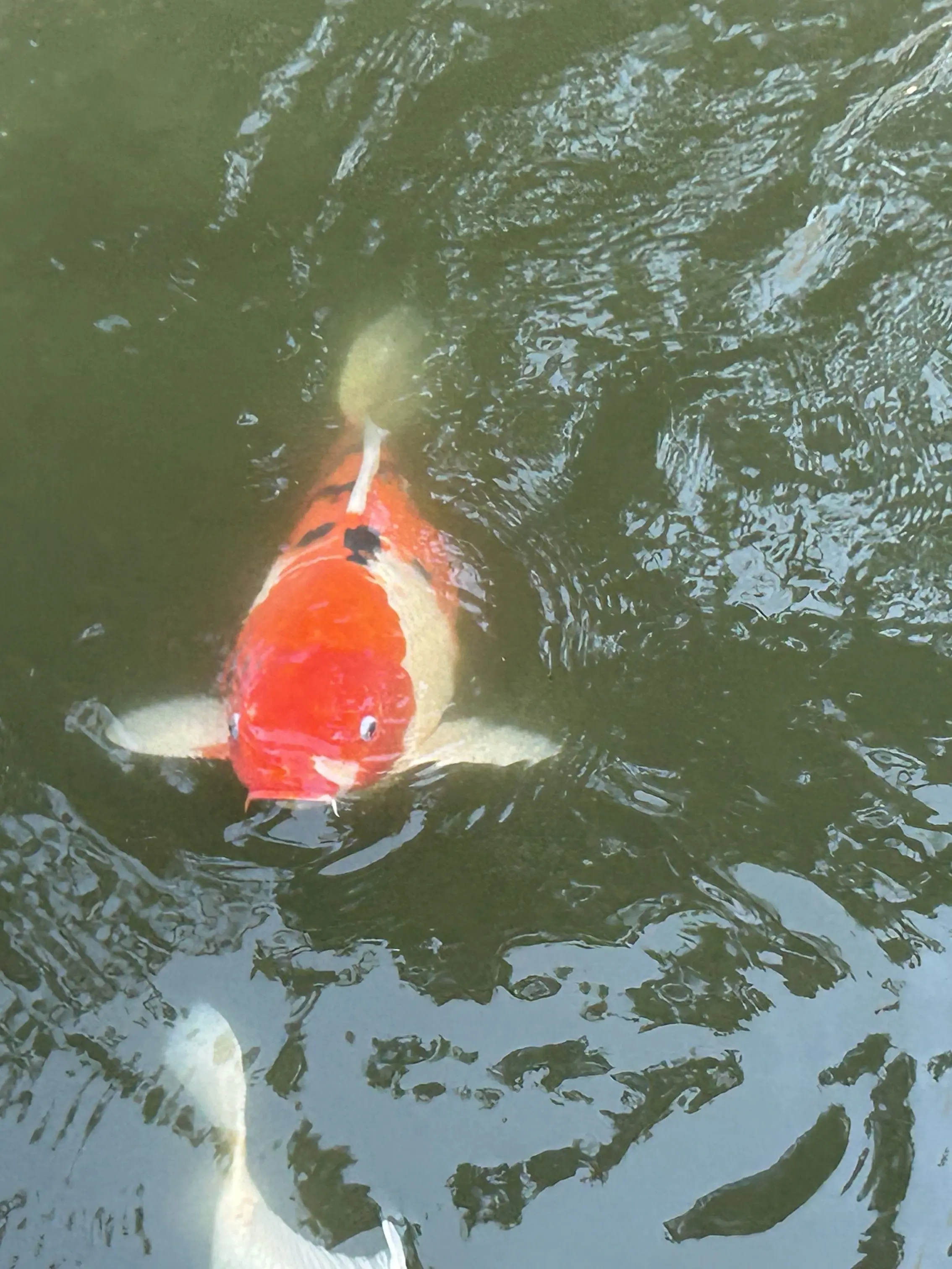 ChewyFlake4940의 ハグされたいな〜って