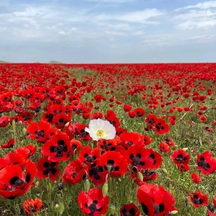 PoorViola9138의 《 양귀비 꽃밭 속 내 친구... 》