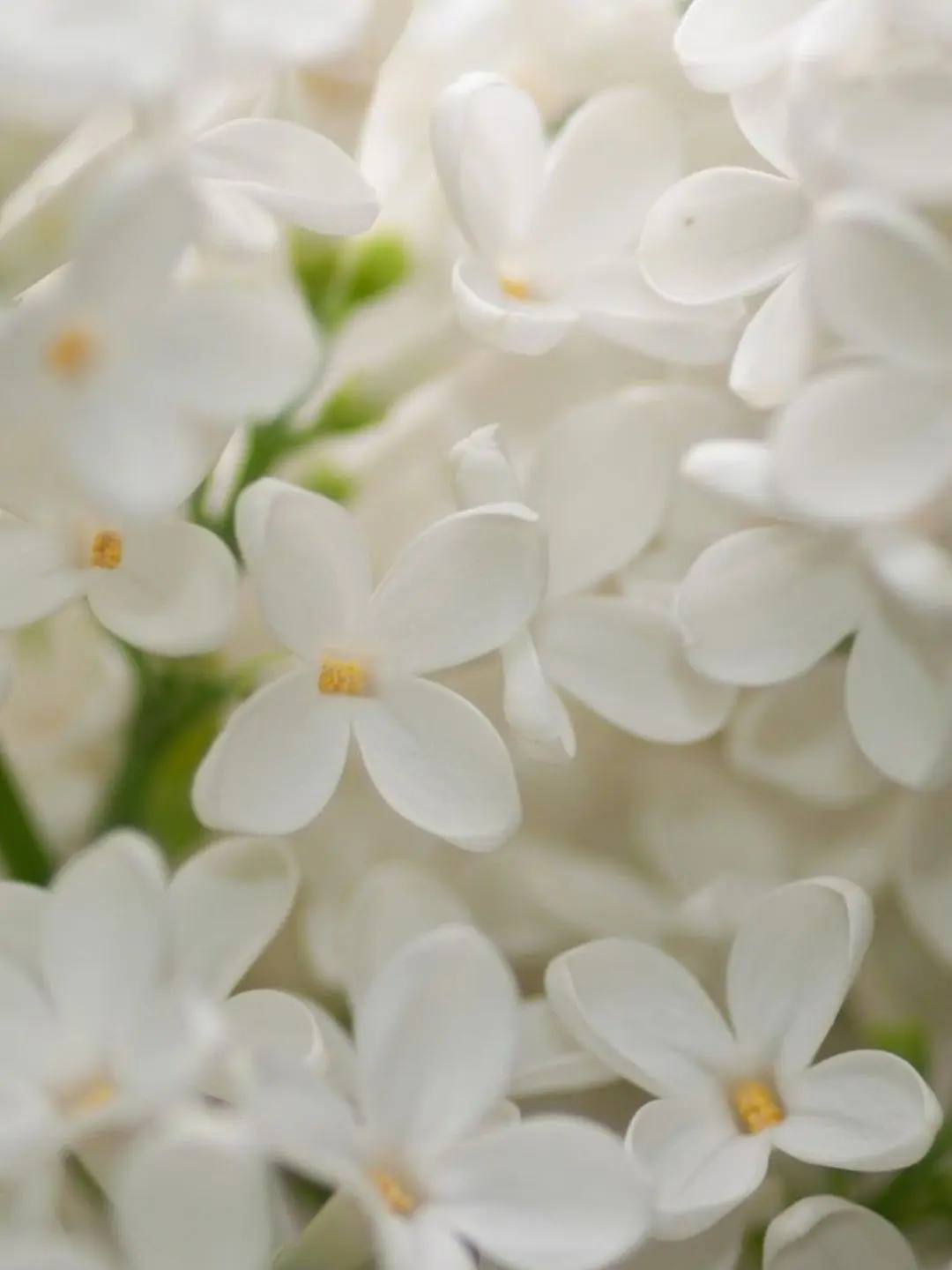 Mikatsuki00129의 星の花が降る頃に