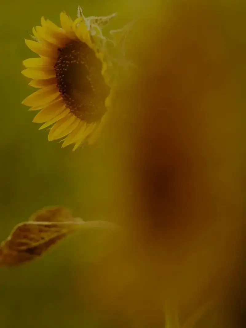 agetate의 선생님과의 청춘