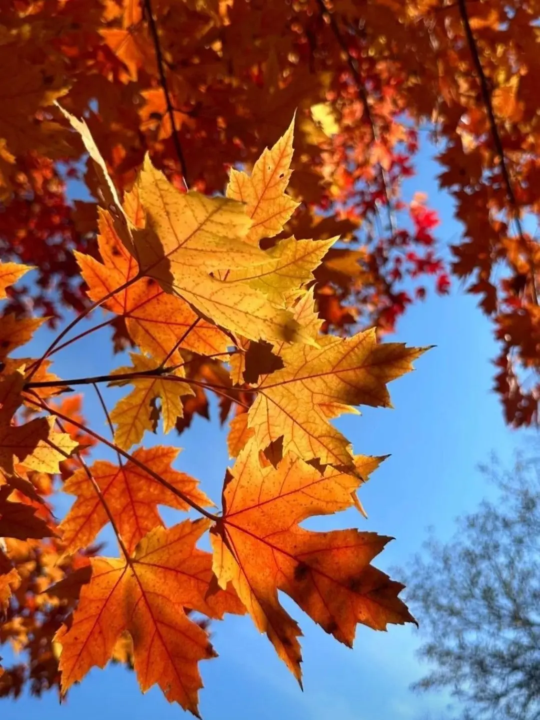 MaleGoat5356의 留学先のホストファミリー