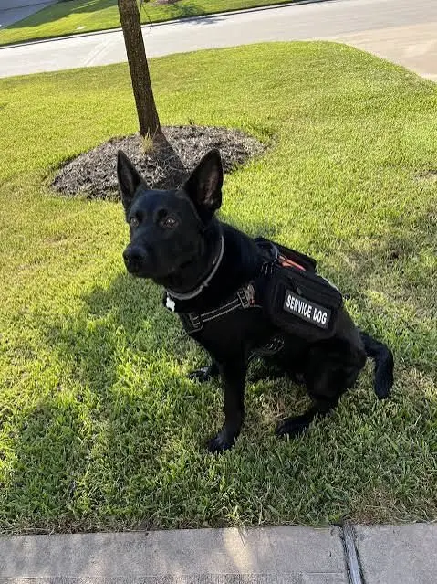 Fluffy_6393의 Service dog in school