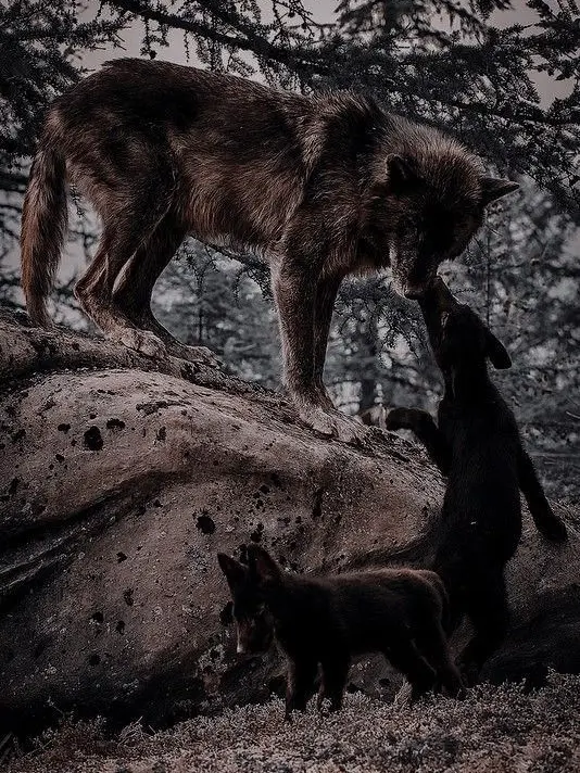 0_anime.lover_0의 Mother Wolf ( + her mate)