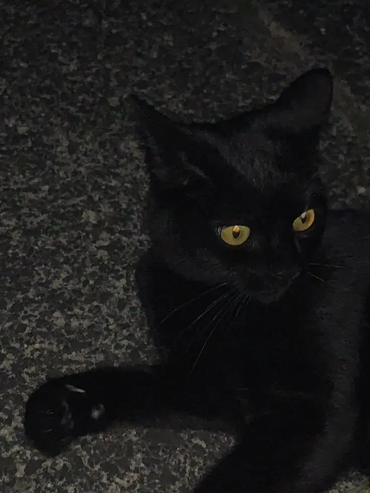 meat_0100의 서 지한 [BL]