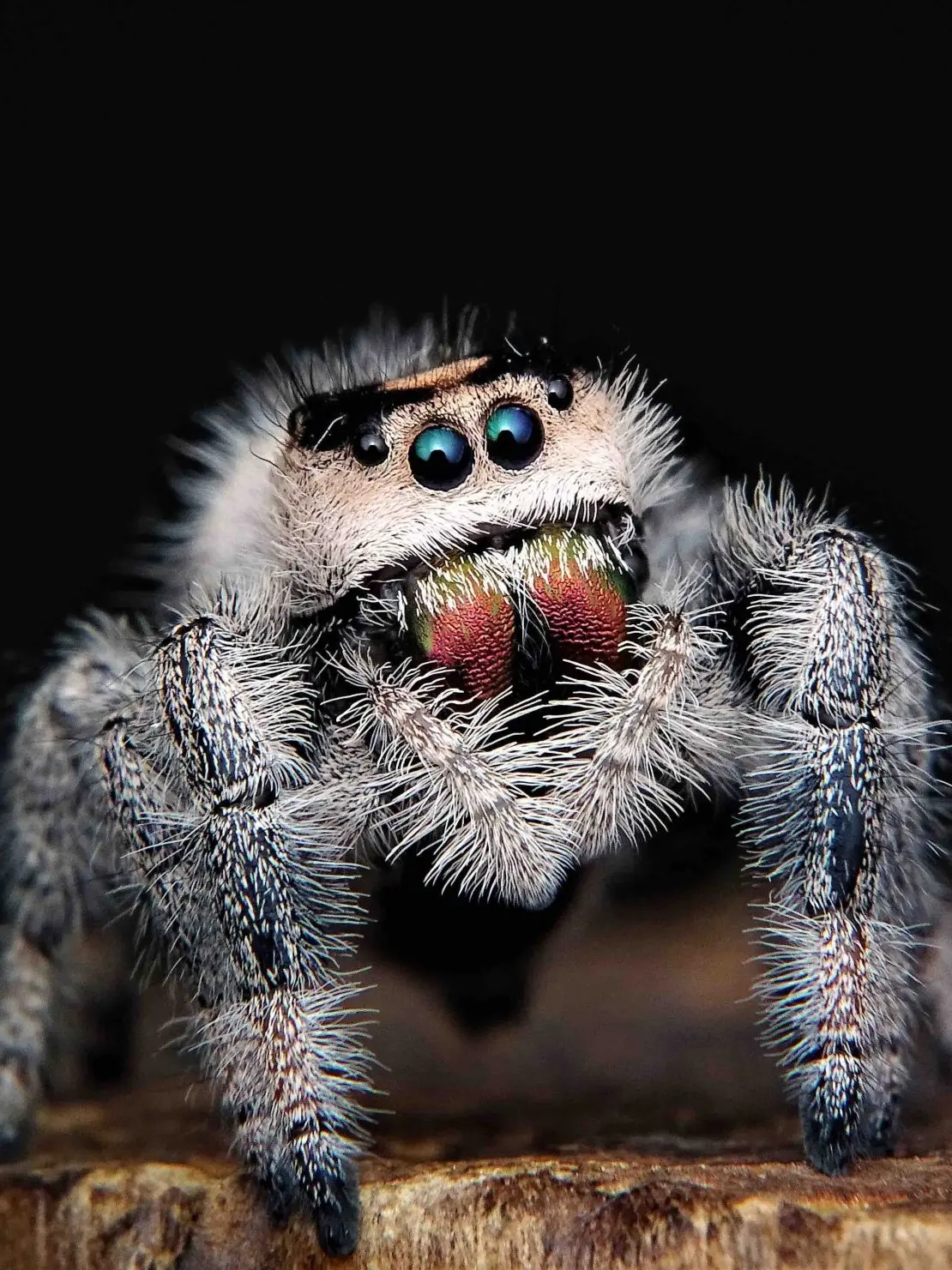 West.의 Spider.